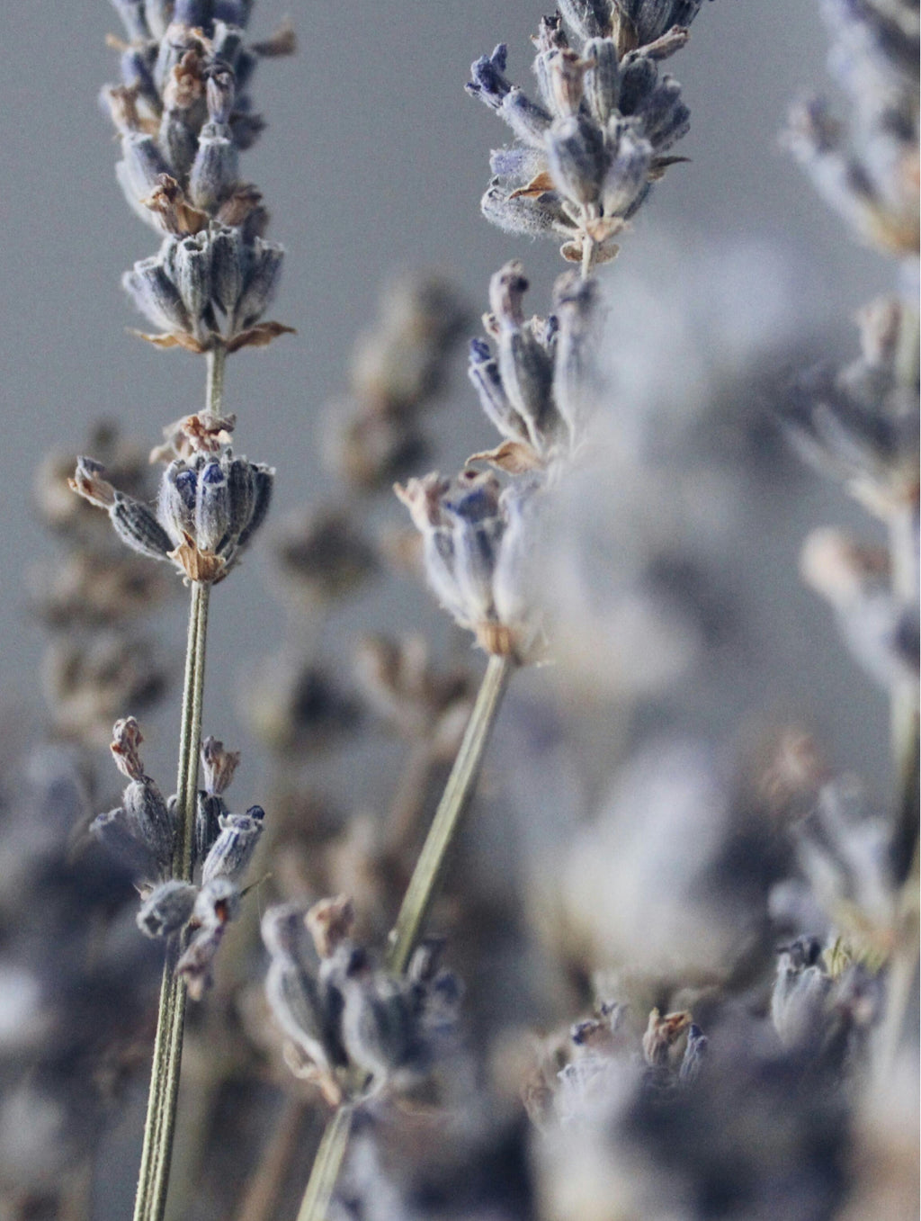 Soy Wax Candle, Lavender