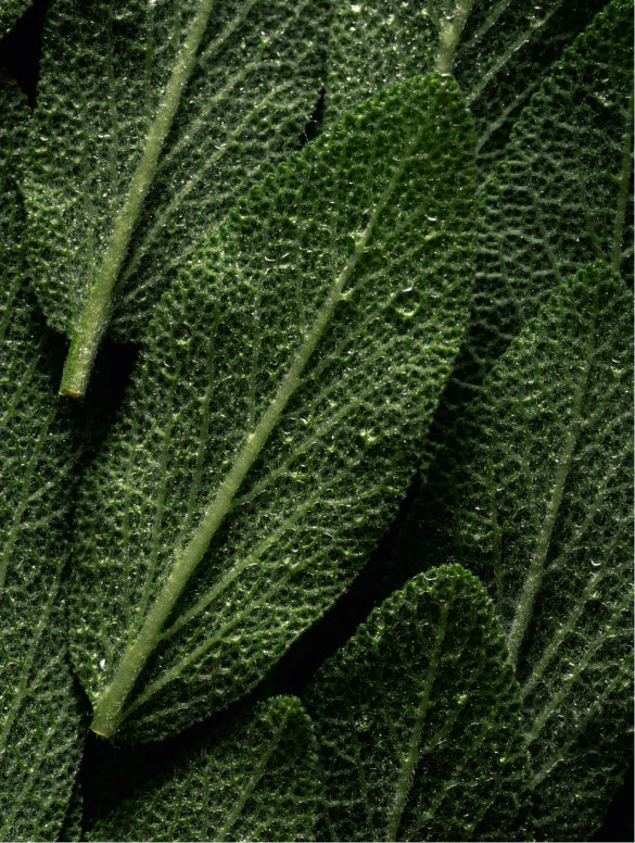 Hand & Body Wash, Peppermint & Dark Cedar
