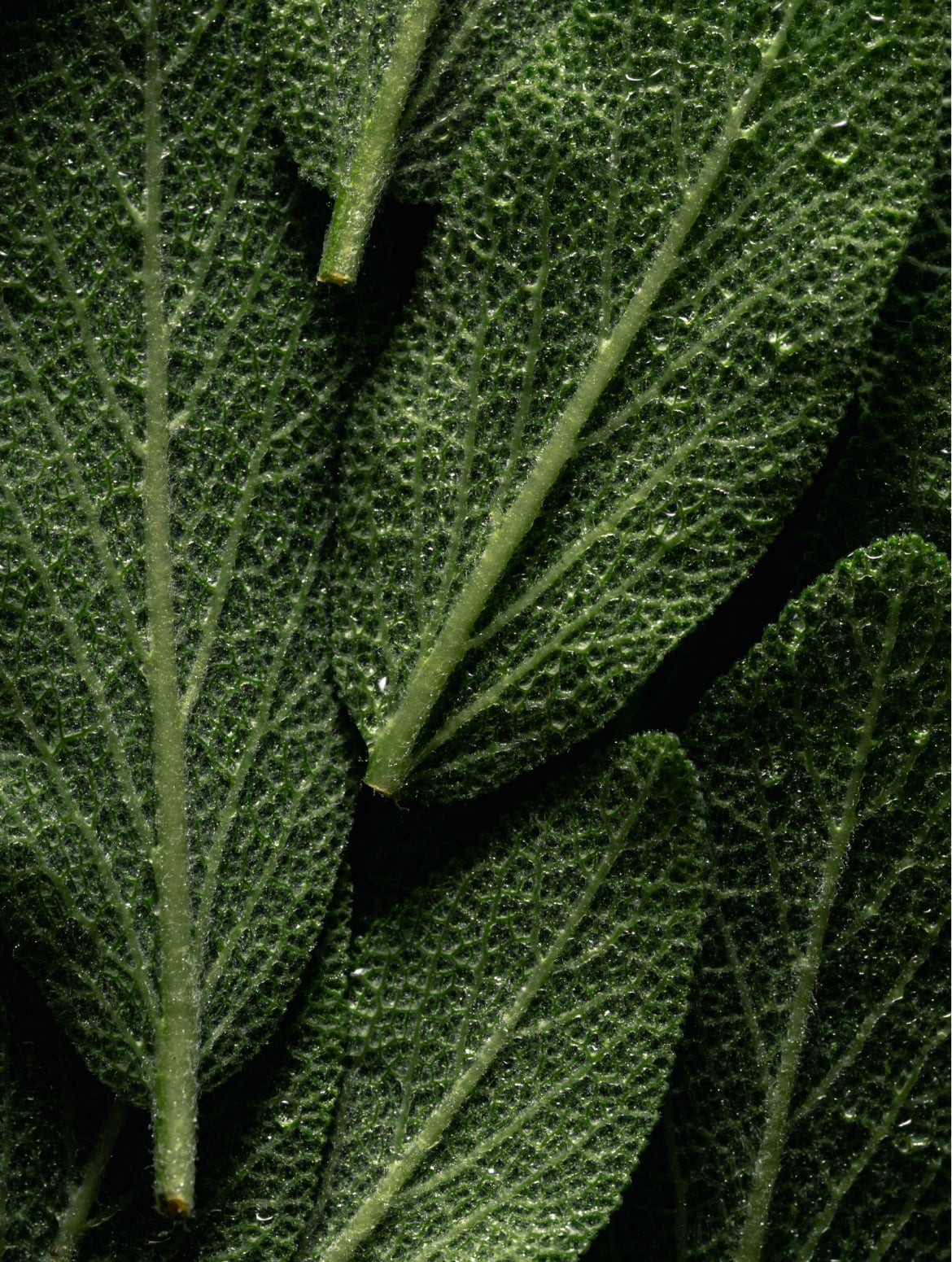 Omega 6-9 Glowing Skin Body Oil