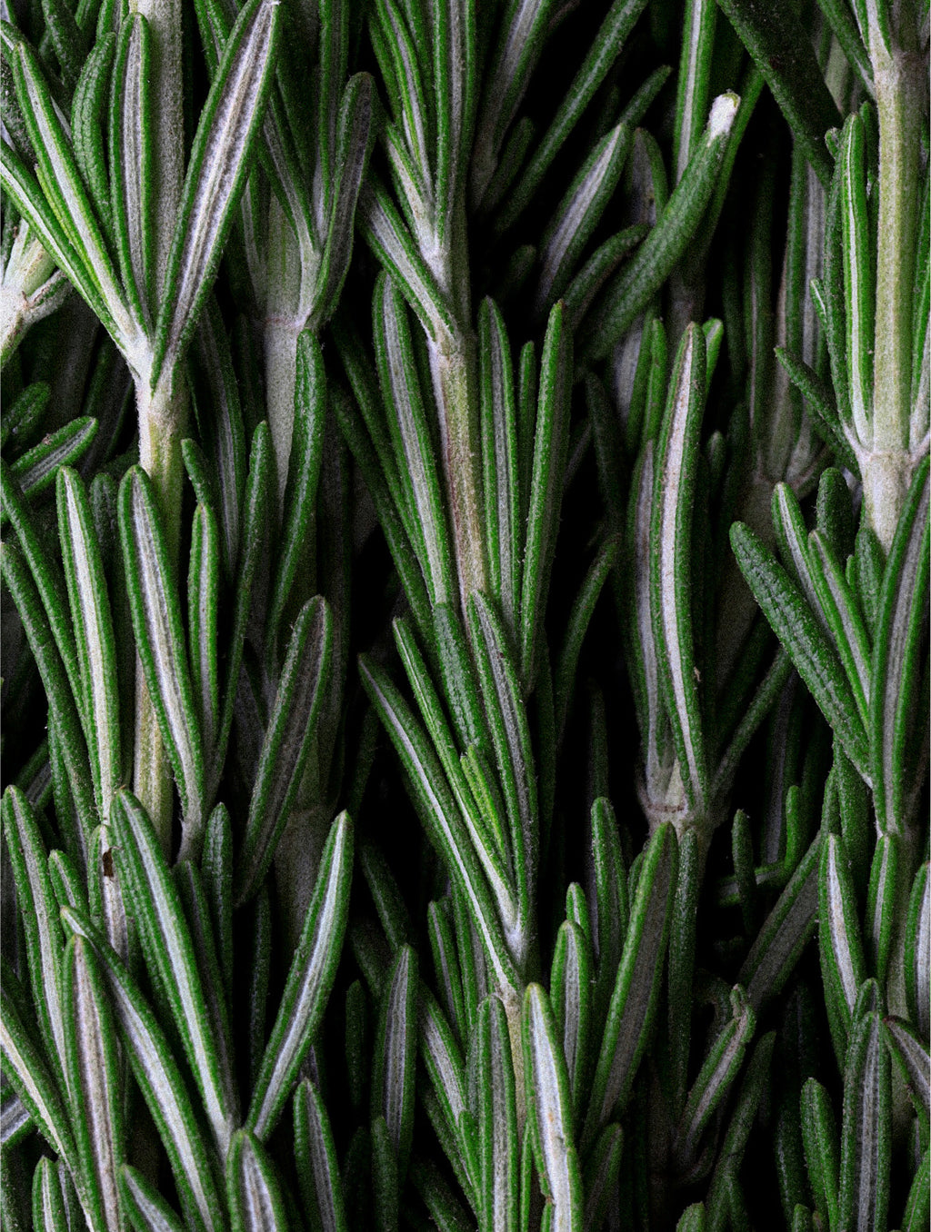 Rosemary Hair & Scalp Strengthening Oil